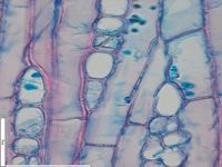 Tangential section