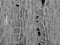 Tangential section