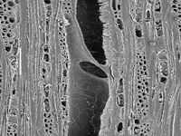 Tangential section