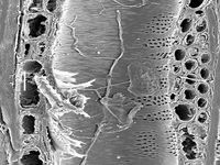 Tangential section