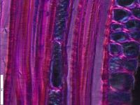 Tangential section