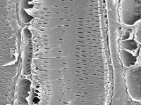 Tangential section