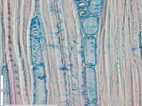 Tangential section