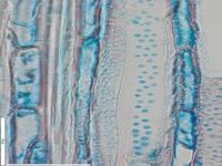 Tangential section