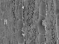 Tangential section