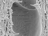 Tangential section