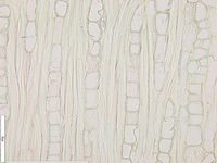 Tangential section