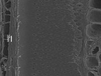 Tangential section