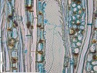 Tangential section