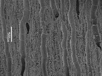 Tangential section