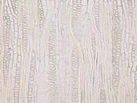 Tangential section