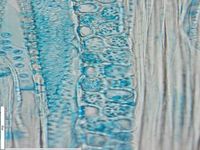 Tangential section
