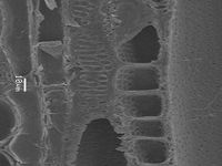 Tangential section