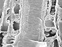 Tangential section