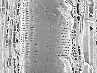 Tangential section