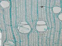 Transversal section
