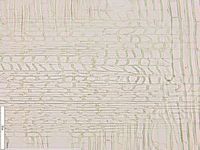 Radial section