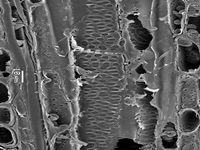 Tangential section