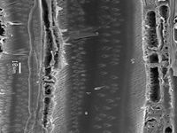 Tangential section