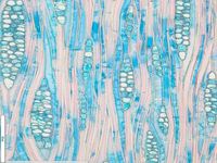 Tangential section