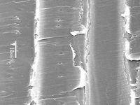 Tangential section