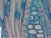 Tangential section