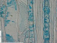 Tangential section