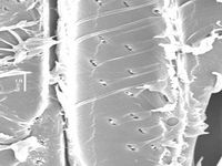 Tangential section