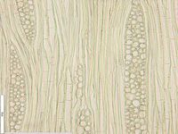Tangential section