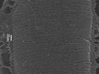 Tangential section