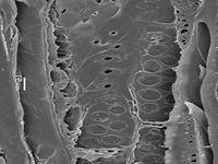 Tangential section