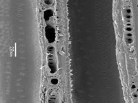 Tangential section