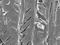 Tangential section