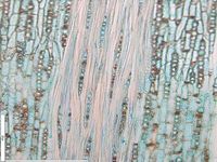Tangential section
