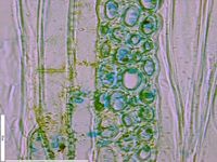 Tangential section