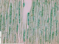 Tangential section