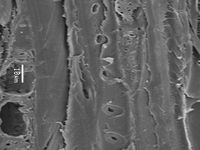 Tangential section