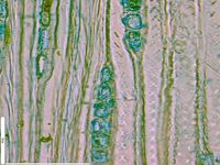 Tangential section