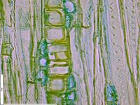 Tangential section