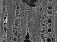 Tangential section