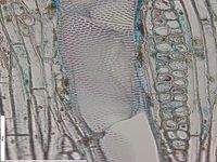 Tangential section