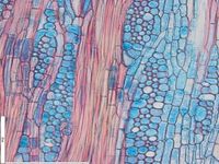 Tangential section