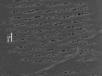 Tangential section