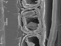 Tangential section