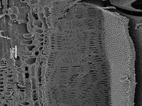Tangential section