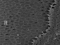 Tangential section