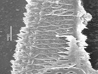 Tangential section