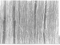Tangential section