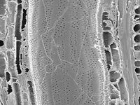 Tangential section