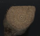 Scan transversal view
